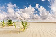 Hochgras am Nordseestrand von Terschelling von Jurjen Veerman Miniaturansicht