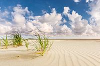 Tallgrass on Terschelling's North Sea beach