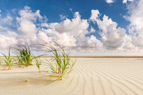 Hochgras am Nordseestrand von Terschelling