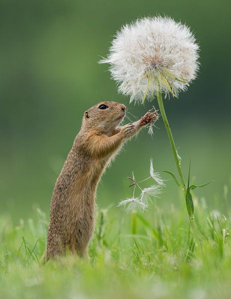 Ground squirrel with Dandelion by Dick van Duijn