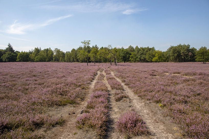 Heide in de bloei, Maashorst van Tanja van Beuningen