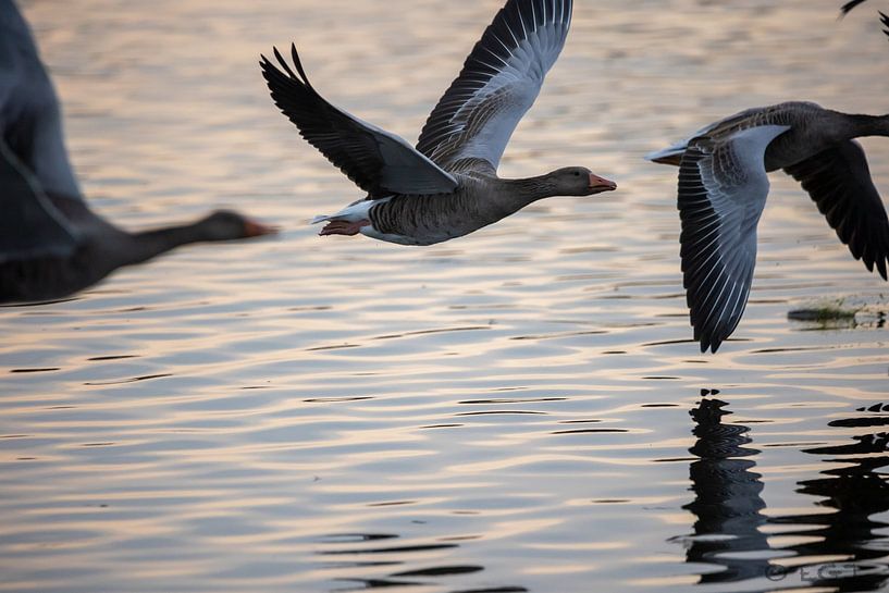 Hibernating group of greylag geese in the late afternoon light by Erwin van Eekhout