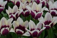 Tulipa Whitepurple