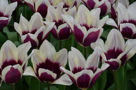 Tulipa Whitepurple by Marcel van Duinen