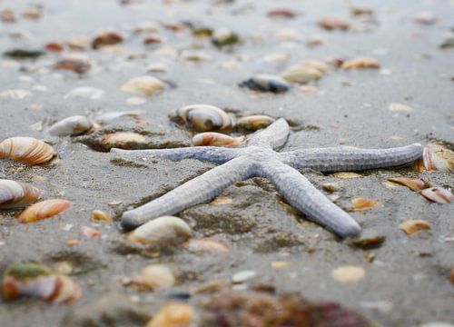 Starfish