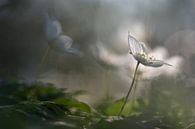 Bosanemonen in het vroege lentelicht von eusphotography Miniaturansicht