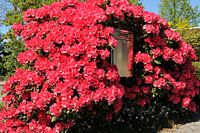 Postbus met rhodondendron