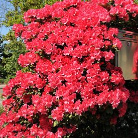 Postbus met rhodondendron von André Roes