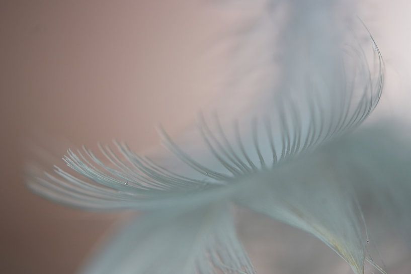 Soft experience by Monique Visser