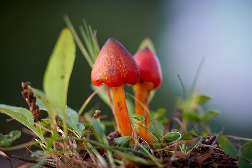 Hygrophore noirâtre, Hygrocybe conica dans une prairie par Heiko Kueverling