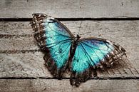Blauwe vlinder by Marco de Waal thumbnail