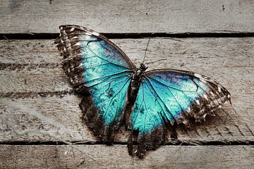 Blauwe vlinder van Marco de Waal