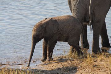 Baby olifant bij de Chobe River, Botswana van Marvelli