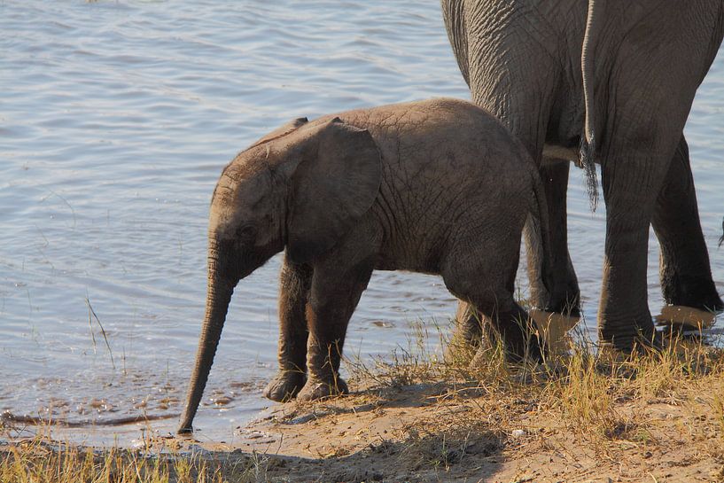 Bébé éléphant à la rivière Chobe, Botswana par Marvelli