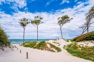 Bäume und Düne am Weststrand auf dem Fischland-Darß