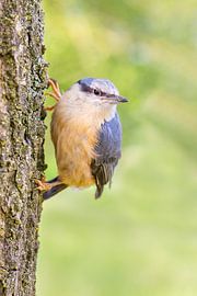 Juvenile nuthatch hangs vertical at oak tree trunk