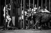 Bullfight