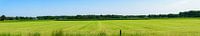 Panorama van een grasveld met bossen in de achtergrond