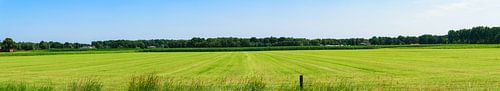 Panorama van een grasveld met bossen in de achtergrond