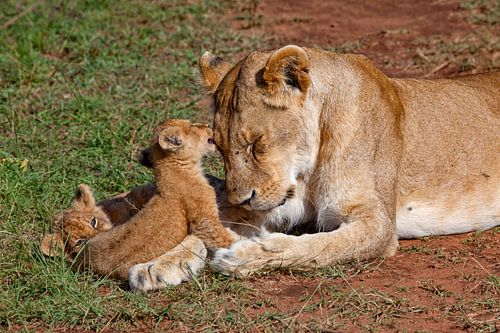 Leeuwin met 2 welpen