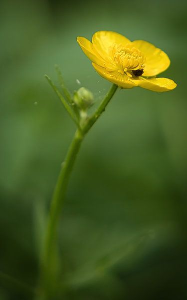 Petit jaune par Vincent Verdoold Photography