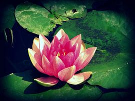 bloem by Francisco de Almeida