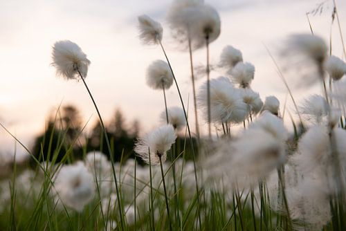 With the wind by Ellis Peeters