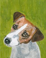 Hund Jack Russell