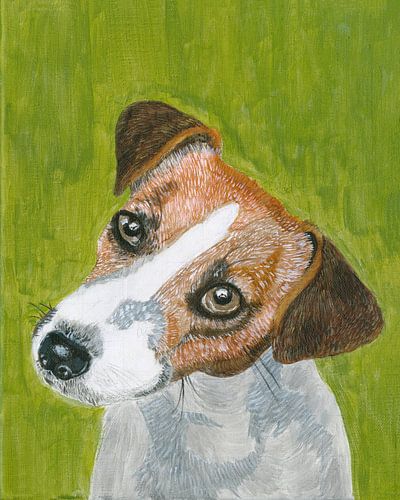 Hond  Jack Russell