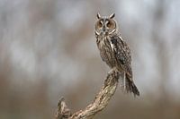 Hibou moyen-duc (Asio otus)