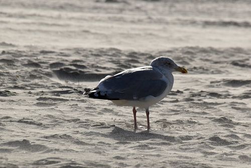 Seagull in the sand on the beach of Langeoog East Frisia