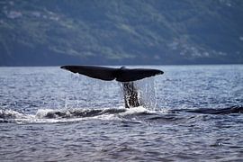 Potvis van Dominique Vernooij