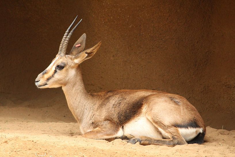 San Diego Zoo Verenigde Staten by Berg Photostore