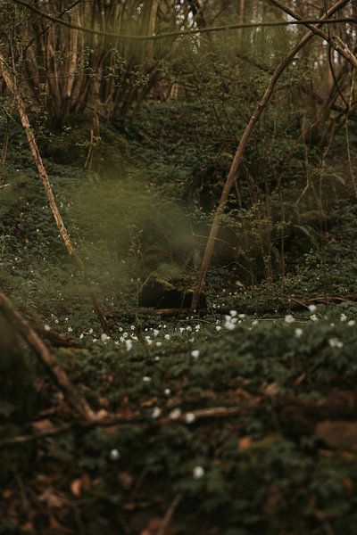 Buschwindröschen in Marchin, Ardennen Belgien von Manon Visser