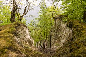Küstenwald auf der Insel Rügen