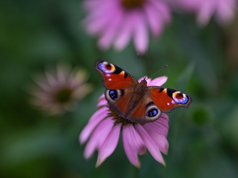 Mutual attraction by Claudia Lipschitz