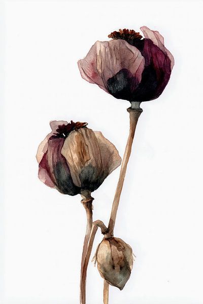 Gedroogde Papavers in Zachte Waas van Thea