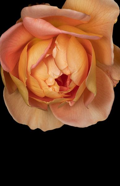 La rose, simple fleur ou symbole ? par foto by rob spruit
