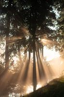 The sun shines beautifully through the trees (portrait)