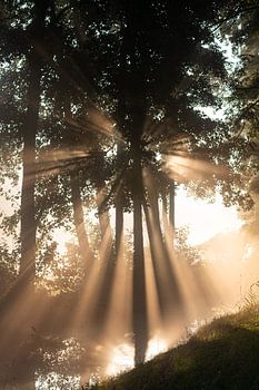 Le soleil brille magnifiquement à travers les arbres (debout)
