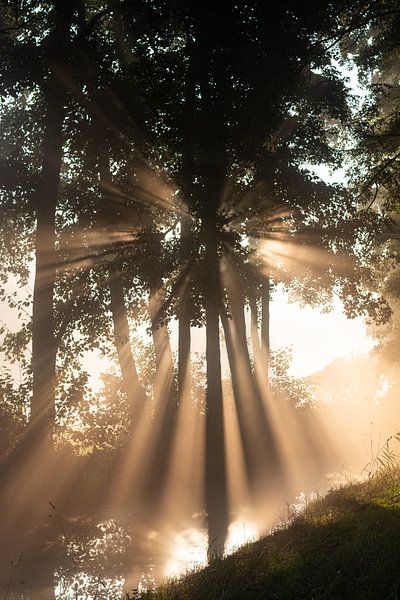 De zon schijnt prachtig door de bomen (staand) van Michel Geluk