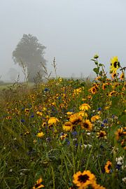 Wildblumen auf der Wiese mit nebelverhangenen Bäumen am Horizont von Bram Lubbers