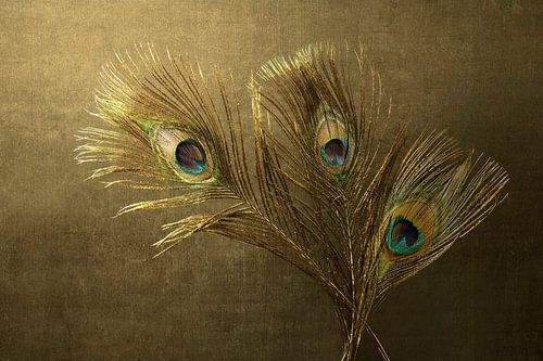 Peacock feathers greeting you. by Alie Ekkelenkamp