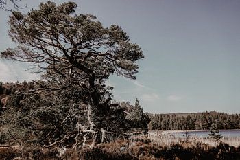 Schottland, Loch an Eilein