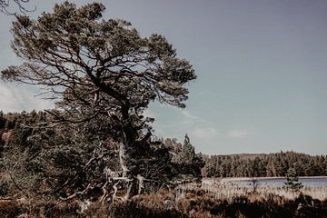 Schotland, Loch an Eilein van Lidushka
