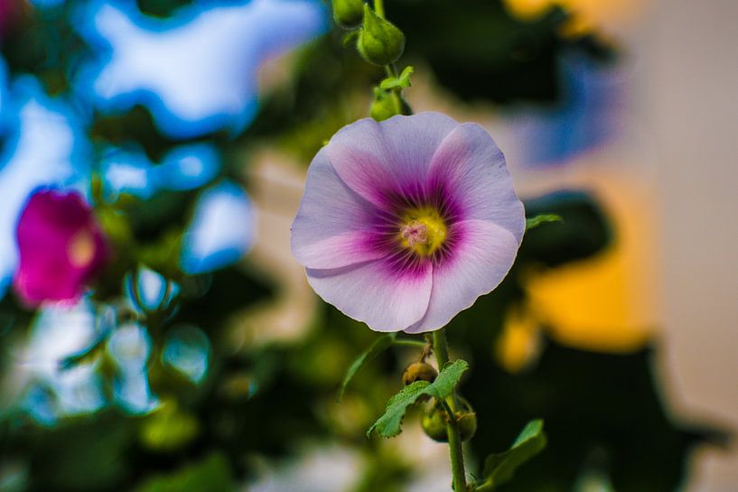 Althaea rosea, stokroos par Johan Dingemanse