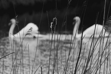 SilentPassingSwans by Sybe Postma