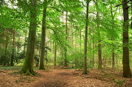 Hêtraie à Echten II sur Corinne Welp