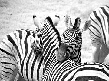 Zebra in zwart wit van Sabine DG