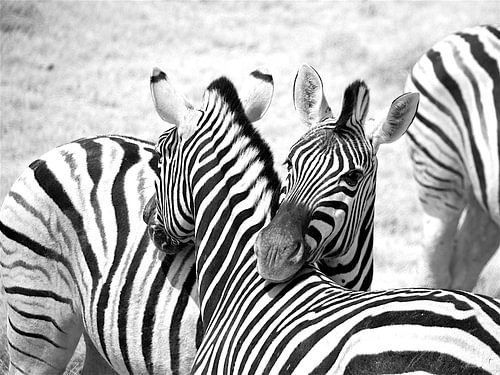 Zebra in black and white